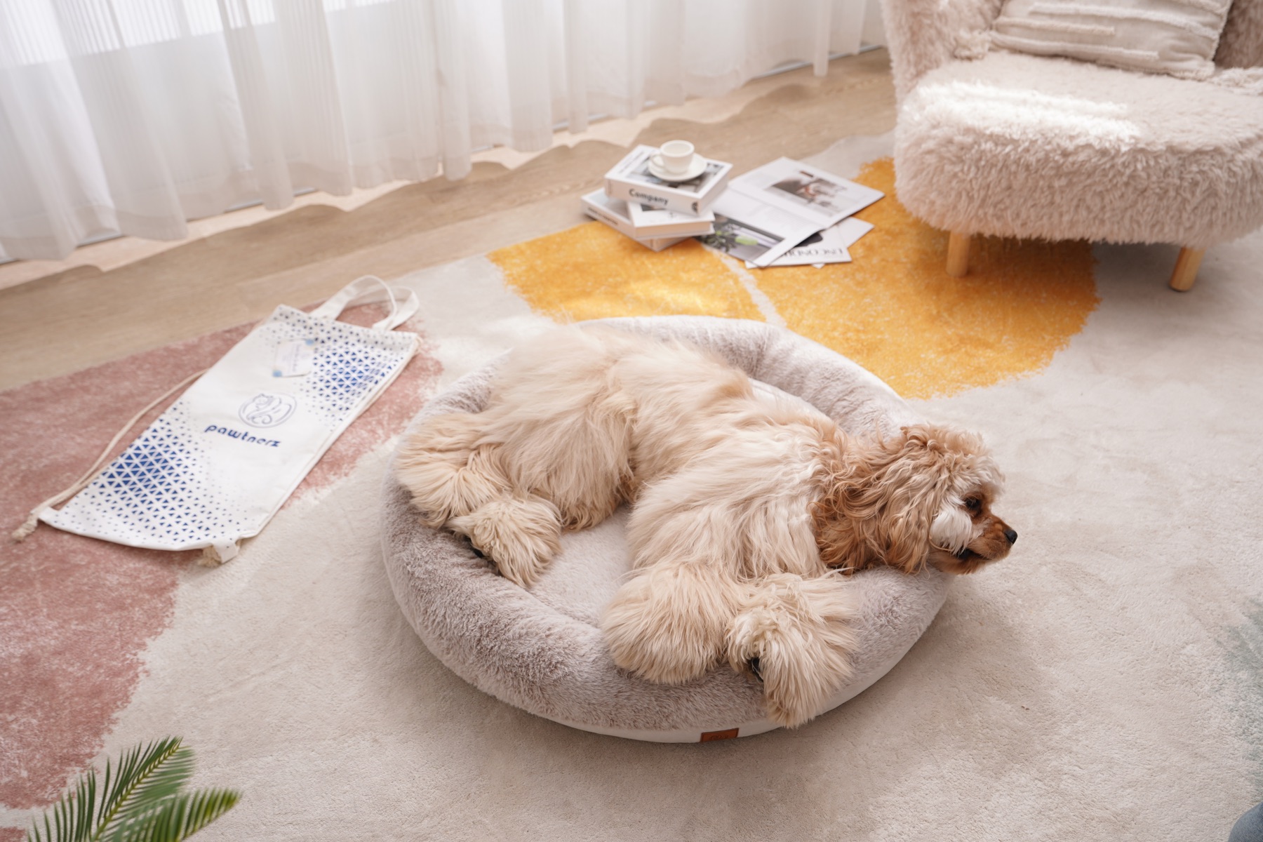 Cocker spaniel curled up in a Pawtnerz bed